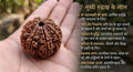 7 MUKHI RUDRAKSHA