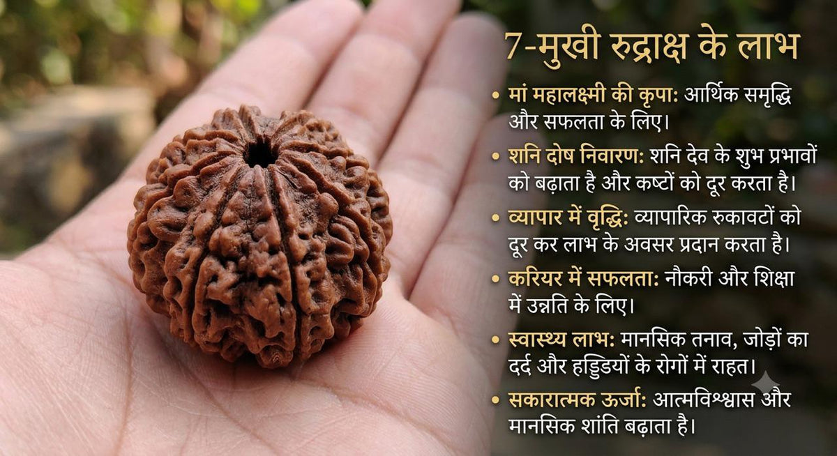7 MUKHI RUDRAKSHA
