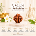 3 Mukhi Rudraksha