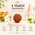 4 Mukhi Rudraksha