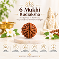 6 Mukhi Rudraksha
